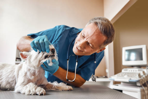 Best Holiday Emergency Dentist in Andrews, SC